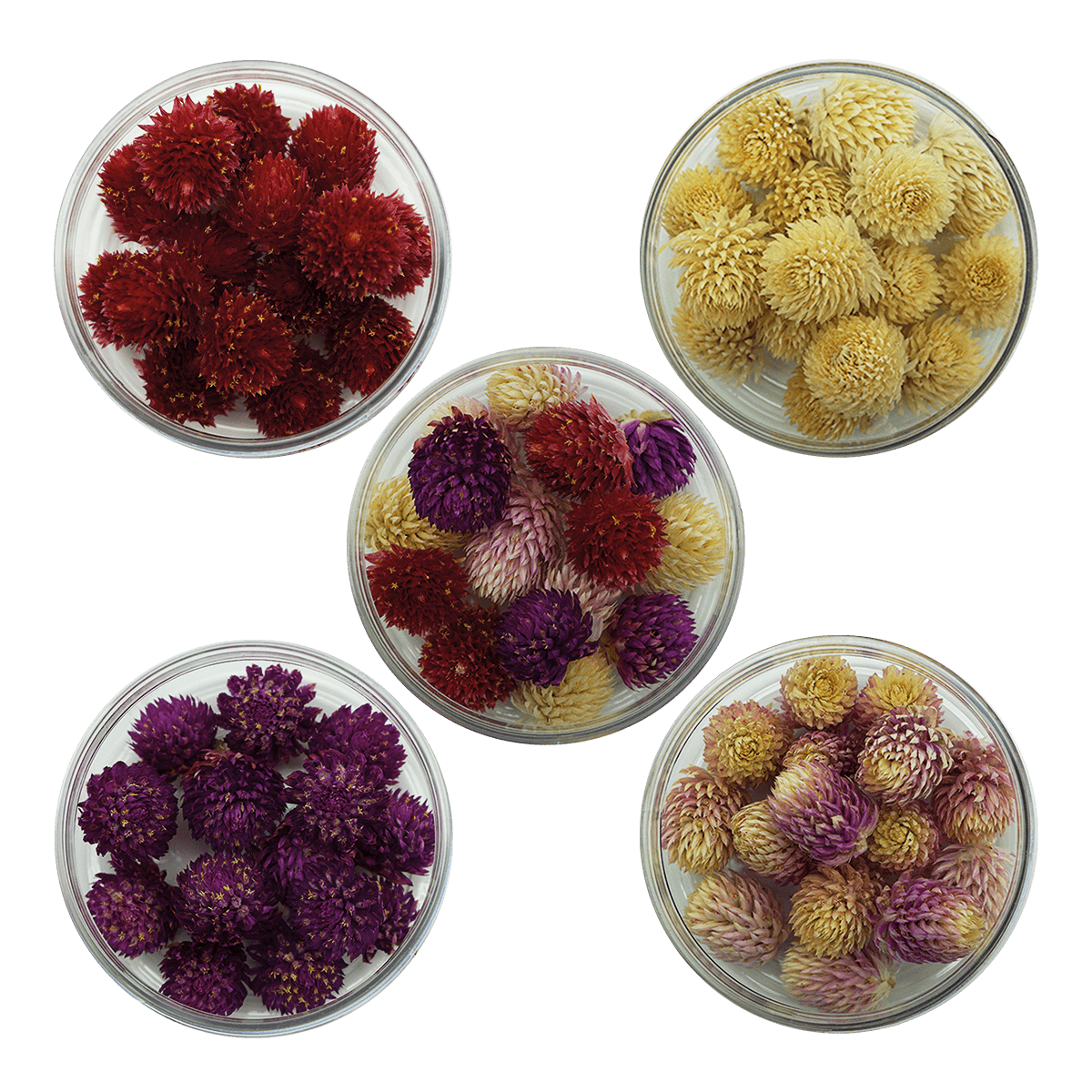 Unsere Kugelamaranten-Mischung ist eine Hommage an die Vielfalt der Natur. Mit einer Auswahl aus Weiß, Rosa, Rot und Lila bieten wir dir die Möglichkeit, deine kreativen Ideen in blühende Kunstwerke zu verwandeln. Diese handverlesenen Kugelamaranten sind von höchster Qualität und werden schonend getrocknet, um ihre lebhafte Farbpracht und natürliche Schönheit zu bewahren. Erschaffe magische Arrangements, die alle Blicke auf sich ziehen, oder füge diesen Blütenzauber deinen kulinarischen Kreationen hinzu. 