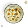 ###SpecialBlütenGänseblümchen