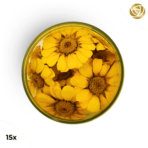###SpecialBlütenGelbeMargeriten