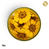 ###SpecialBlütenGelbeMargeriten
