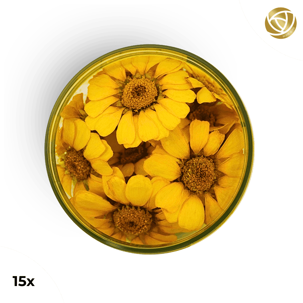 ###SpecialBlütenGelbeMargeriten