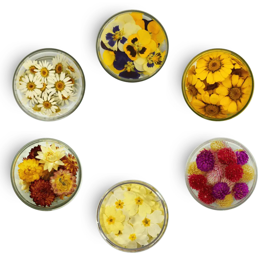 Special Blüten - Essbare getrocknete Blüten- - ROSIE ROSE