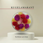 Special Blüten - Essbare getrocknete Blüten- Kugelamarant Mix - 15 Stk- ROSIE ROSE