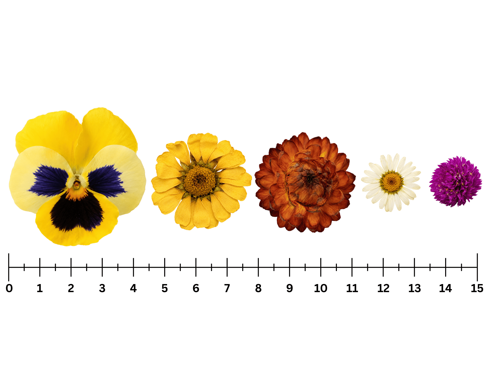 Essbare Blüten im Größenvergleich