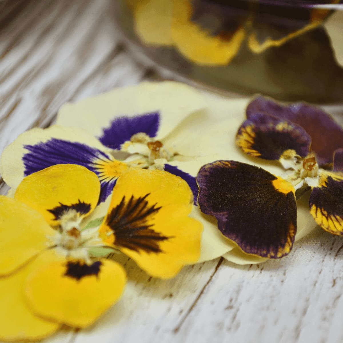 Geben Sie Ihren Salaten eine dekorative Note mit unseren essbaren Blumen aus Margeriten, Gänseblümchen und Stiefmütterchen. Diese Blumen machen Ihre Salate zu einem echten Highlight! Von ROSIE ROSE im Online-Shop kaufen