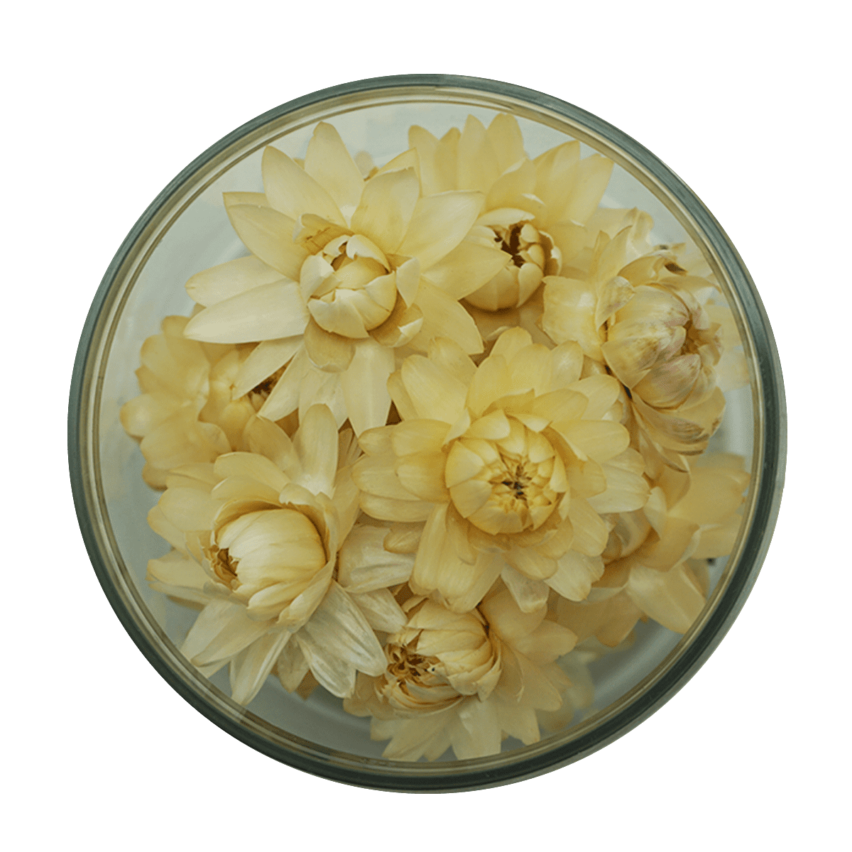 Weiße Strohblumen sind ein zeitloses Symbol der Reinheit und Eleganz. Unsere weißen Strohblumen verleihen deinen Arrangements eine klassische Schönheit und eine Atmosphäre von Raffinesse. Diese Blumen sind perfekt für Hochzeiten, Jubiläen und besondere Anlässe, da sie Unschuld und Reinheit symbolisieren. Unsere handverlesenen weißen Strohblumen sind von höchster Qualität und werden schonend getrocknet, um ihre natürliche Schönheit und ihren Glanz zu bewahren